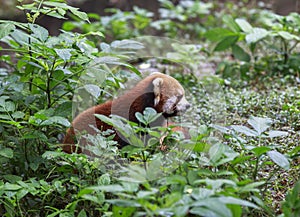 Red Panda at the zoo in Chengdu, China