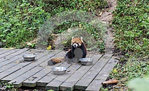 Red Panda at the zoo in Chengdu, China