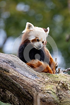 Red panda in zoo environment