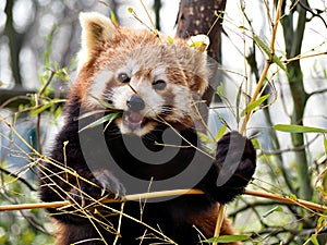 Red panda