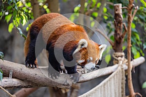 Red panda in zoo park
