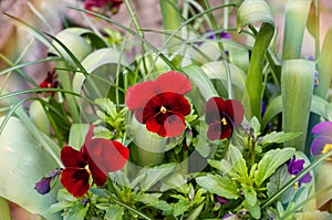 Red Pansies in container