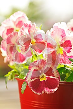 Red pansies flowers sun sunny