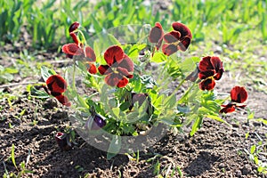 Red pansies (viola tricolor)