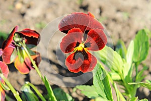 Red pansies (viola tricolor)