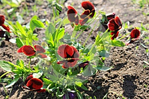 Red pansies (viola tricolor)