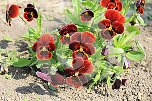 Red pansies (viola tricolor)