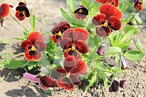 Red pansies (viola tricolor)