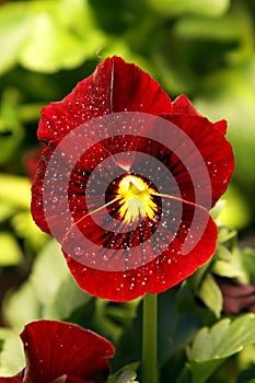 Red pansy flower