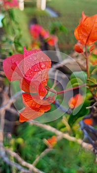 Red Paper Flowers or kembang kertas or bougainvillea