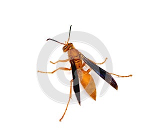 Red Paper Wasp