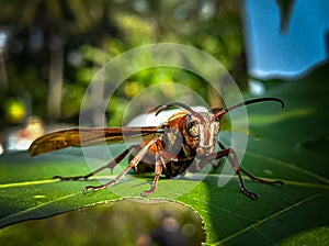 red paper wasp