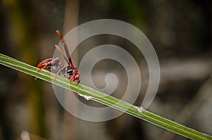 Red paper wasp hornet polistes carolina perplexus single closeup macro