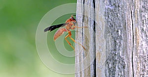 Red Paper Wasp, Polistes Carolina, on a fence post.