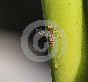 Red-paper wasp resting on banana tree trunk