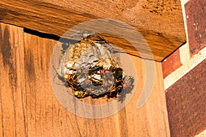 Red paper wasps, Polistes carolina, on a large nest