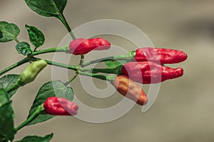 Red papper fresh hot chili