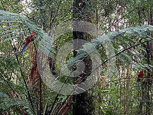 Red parrakeets sitting in Fern trees