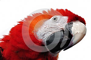 Red Parrot