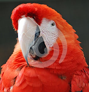 Red Parrot