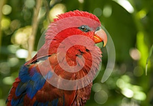 Red Parrot