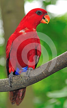 Red parrot