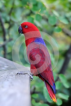 Red Parrot