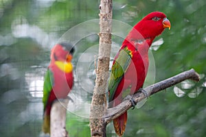 Red Parrot