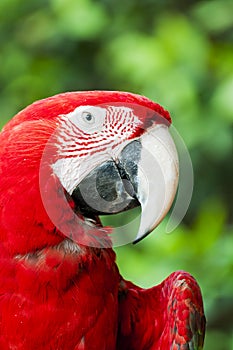 Red Parrot