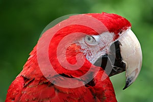 Red Parrot