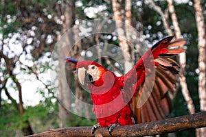 Red Parrot