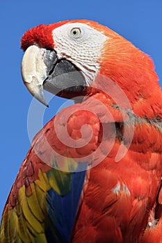 Red Parrot photo