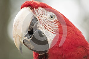 Red parrot