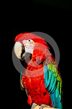 Red parrot, Arini isolated on black photo
