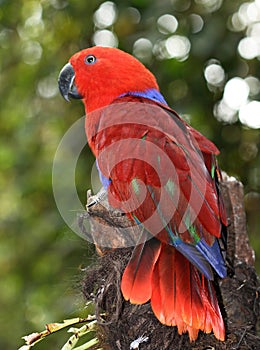 Red parrot bird