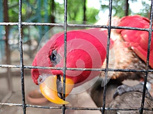 Red Parrot in Bird Cage. Parrot plying and biting the cage. Parrot head and beak close up macro.