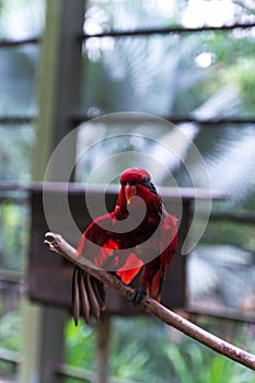 Red parrot in Bird Park at Kuala Lumpur, Malasia, photo