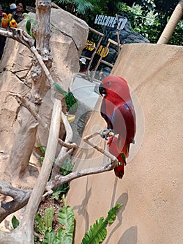 Red Parrot