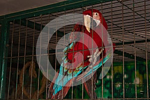Red parrot in a cage