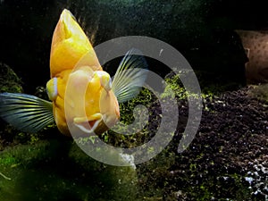Red Parrot Cichlid fishes in aquarium. Orange Parrot fish on background blue water and green seaweed