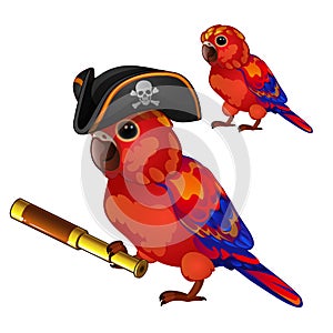 Red parrot in a cocked hat pirate with a telescope. Tropical tamed bird is isolated on a white background. Animated