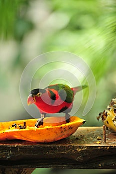 Red parrot eating tropical fruit