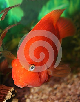 Red parrot fish. photo