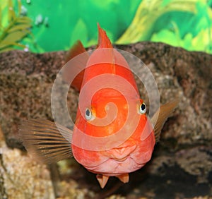 Red parrot fish.