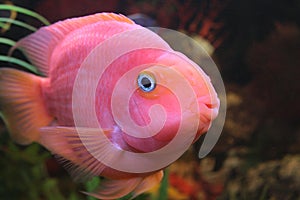 Red parrot fish photo