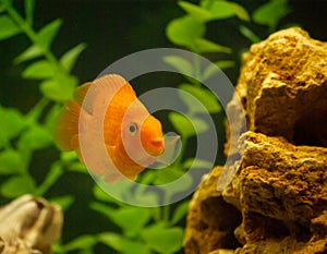 Red parrot fish in aquarium