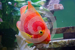 Red parrot fish in aquarium