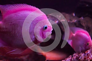 Red parrot fish, underwater photography