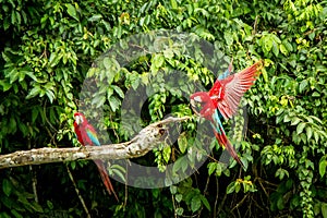 Red parrot in flight. Macaw flying, green vegetation in background. Red and green Macaw in tropical forest