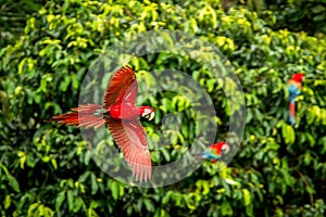 Red parrot in flight. Macaw flying, green vegetation in background. Red and green Macaw in tropical forest